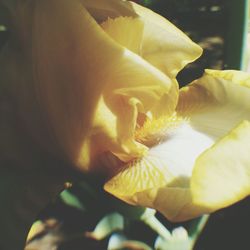 petal