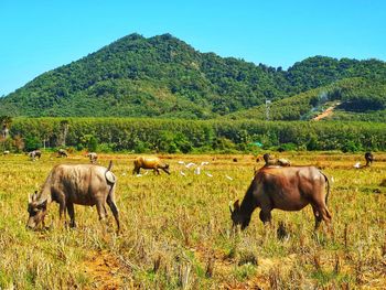 Horses in a field