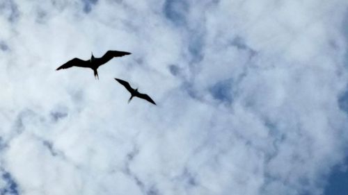 Low angle view of birds flying in sky
