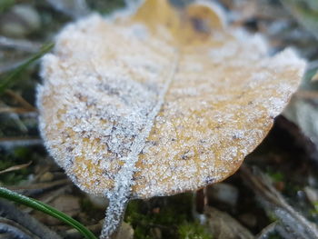 Close-up of mushroom growing on plant during winter