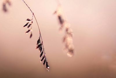 Close-up of plant on twig