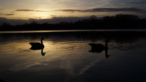 Silhouette swans on lake against sky during sunset