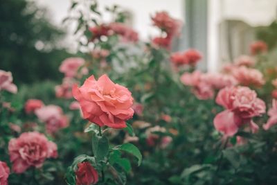 Close-up of red flowers