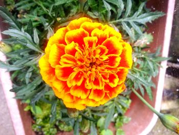 Close-up of marigold blooming outdoors