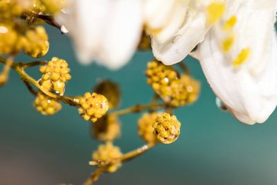 Close up of buds and petals