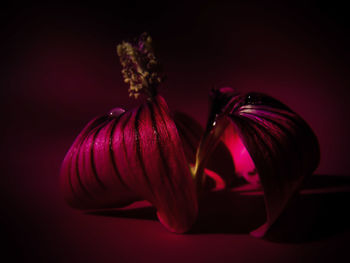 Close-up of red rose on table against black background