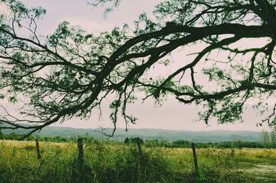 Trees on field against sky