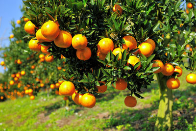 Low angle view of orange fruits hanging on tree