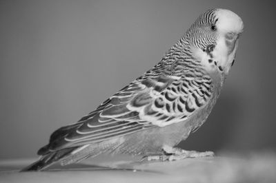 Close-up of a bird