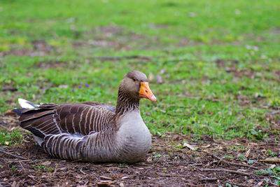 Close-up of bird on field