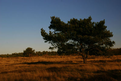Tree on field against sky