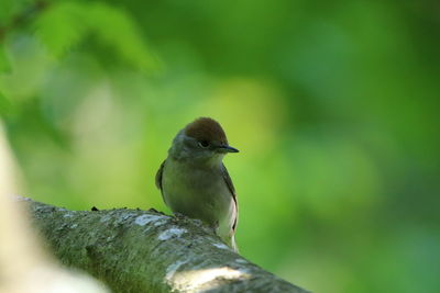 Close-up of bird perching on branch