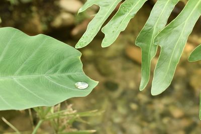 Close-up of leaves against blurred background