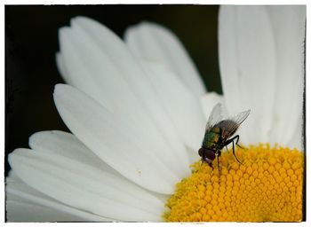 Close-up of insect on flower