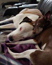 Close-up of dog sleeping