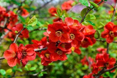 Close-up of red flowering plants