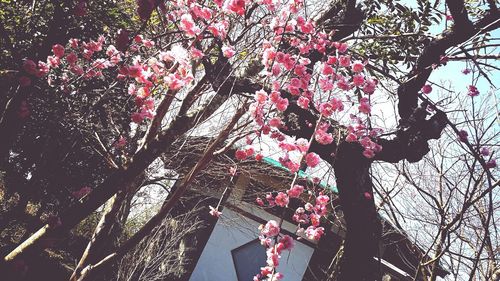 Low angle view of pink flowers