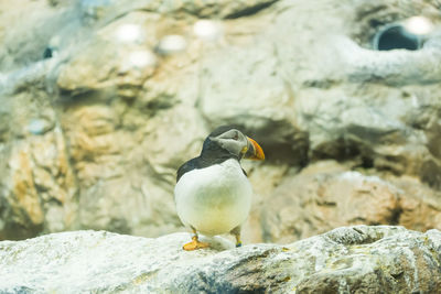 Close-up of bird perching on rock