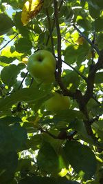 Low angle view of fruits on tree