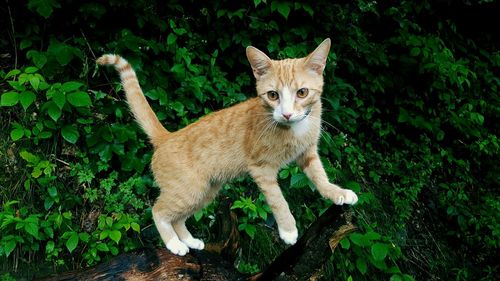 Kitten standing on driftwood against plants