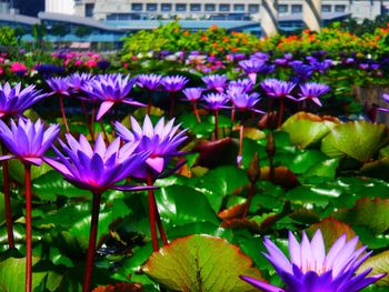 Close-up of purple flowers