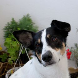 Close-up portrait of dog