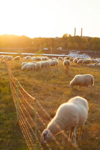 Sheep grazing in a field