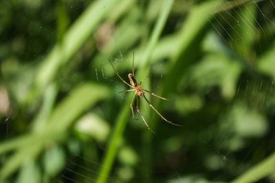 Close-up of spider on web