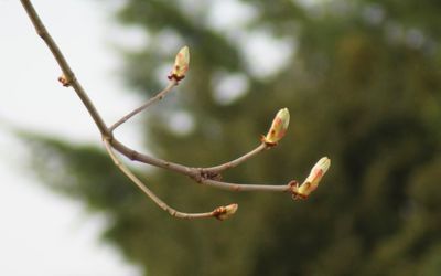 Close-up of flower buds on branch