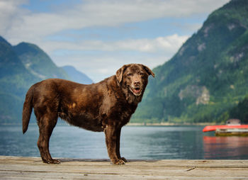 Portrait of chocolate labrador against lake and mountains