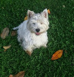 Dog standing on grassy field