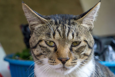 Close-up portrait of tabby cat