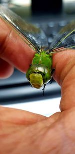 Close-up of hand holding leaf