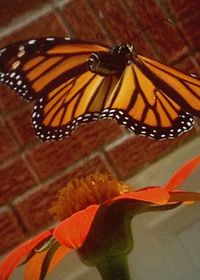 Close-up of orange