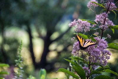 Close-up of butterfly pollinating on purple flower