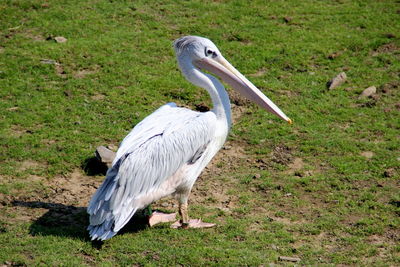 Close-up of gray heron on field