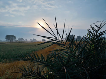 Plants growing on field against sky during sunset