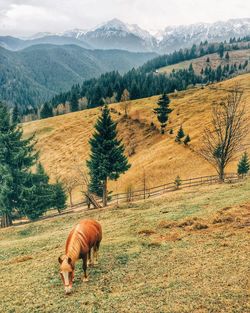 Horse grazing on grassy field