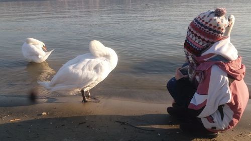 Rear view of a swan in water