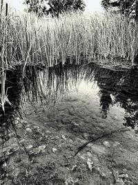 Reflection of trees in lake