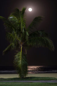 Close-up of palm tree against moon at night