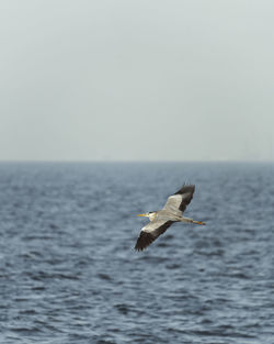 Seagull flying over sea against clear sky