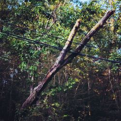 Trees in forest