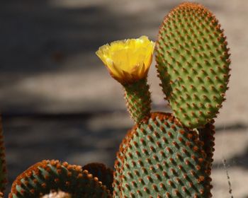 Close-up of succulent plant