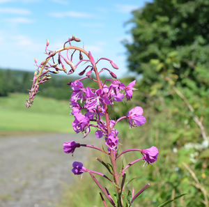 Close-up of pink flowers blooming against sky