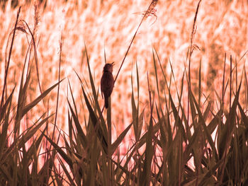 Bird perching on a field