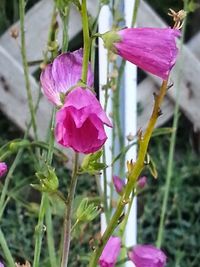 Close-up of pink flowers