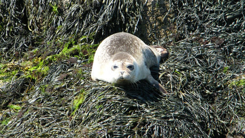 High angle view of seal on rocks