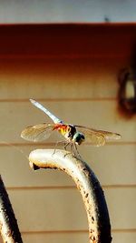 Close-up of insect
