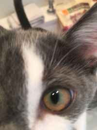 Close-up portrait of cat